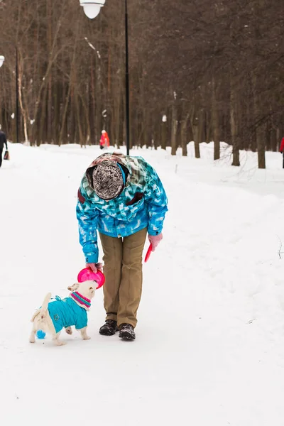 Jack Russell Terrier perro con dueño mujer jugando en el invierno al aire libre . — Foto de Stock