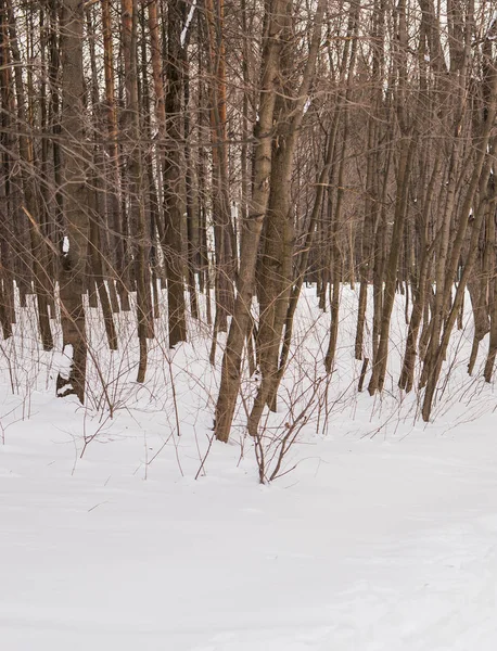 Kedvtelésből tartott állatok tulajdonosának és a tél fogalma - a középkorú nő játszik ő jack russell terrier kutya a havas park. — Stock Fotó
