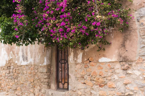 Conceito de primavera, natureza e cidade Árvore de wisteria florescente que cobre uma casa em um dia ensolarado brilhante — Fotografia de Stock