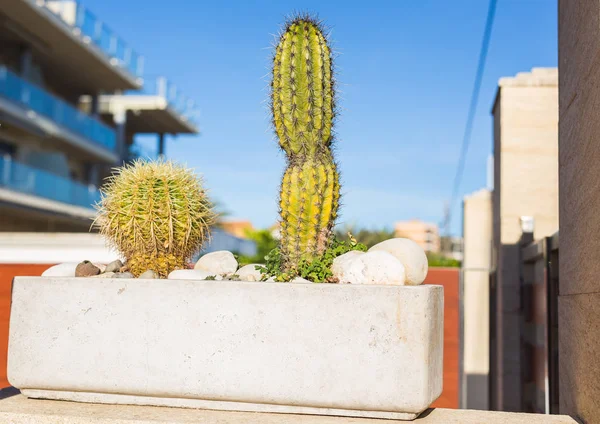 Dekoration, Natur und Dorfkonzept - Kakteen im Blumentopf, schöne Dekoration im Garten. — Stockfoto