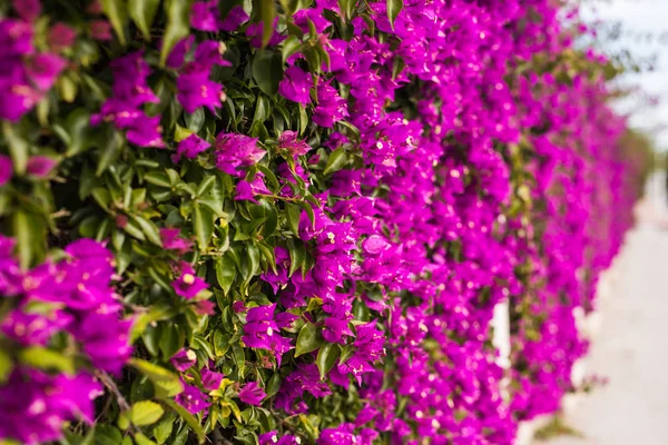 Decoración y concepto de la naturaleza - Hermosas flores púrpuras en el jardín —  Fotos de Stock