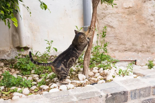 Evde beslenen hayvan ve hijyen - çizgili kedi pençeleri keskinleştirme ağaca kalıyor — Stok fotoğraf