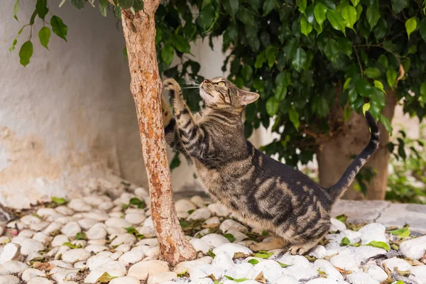 Zwierzętom i higiena - pasiasty kot pobyt w drzewie ostrzenia pazurków — Zdjęcie stockowe