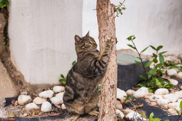 Evde beslenen hayvan ve hijyen - çizgili kedi pençeleri keskinleştirme ağaca kalıyor — Stok fotoğraf