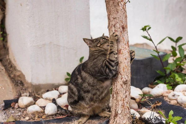 Evde beslenen hayvan ve hijyen - çizgili kedi pençeleri keskinleştirme ağaca kalıyor — Stok fotoğraf