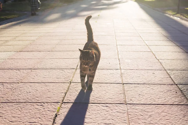 Concepto de mascotas, primavera y animales - Lindo gato caminando por el camino en el parque iluminado por rayos de sol — Foto de Stock