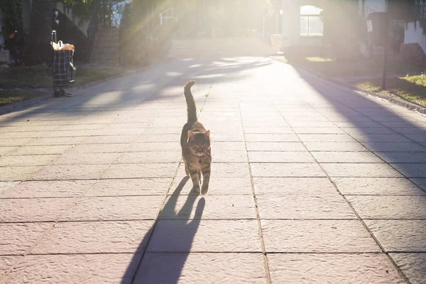 Concepto de mascotas, primavera y animales - Lindo gato caminando por el camino en el parque iluminado por rayos de sol — Foto de Stock