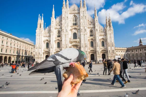 Viaggi, vacanze, Italia e concetto di uccelli - Nutrire i piccioni in Piazza del Duomo, Milano . — Foto Stock