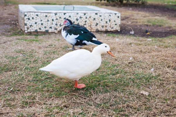 Patos de aldeia domésticos na grama verde ao ar livre — Fotografia de Stock