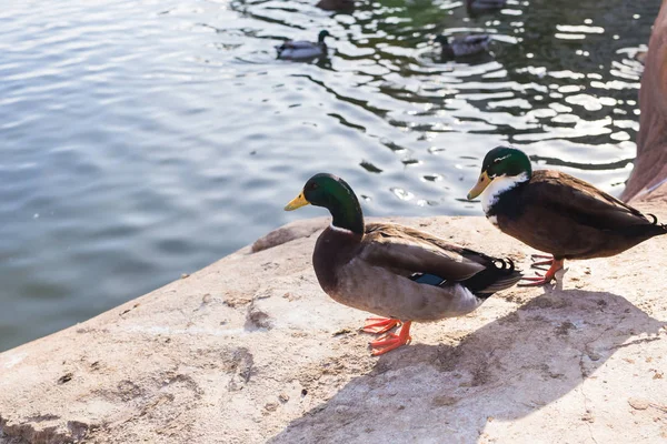 Patos domésticos perto da lagoa ao ar livre na hora de verão . — Fotografia de Stock