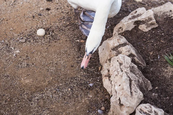 Beautiful white swan in a sunny day. — Stock Photo, Image