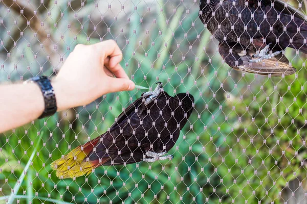 Mužské ruce živí černý pták v zoo — Stock fotografie