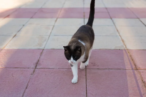 Koncepcja zwierzętom, wiosna i zwierzęta - Cute cat chodzenie zewnątrz — Zdjęcie stockowe