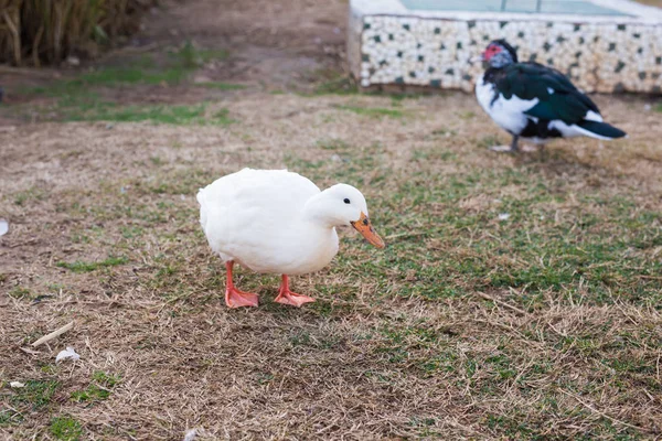 Patos de aldeia domésticos na grama verde ao ar livre — Fotografia de Stock