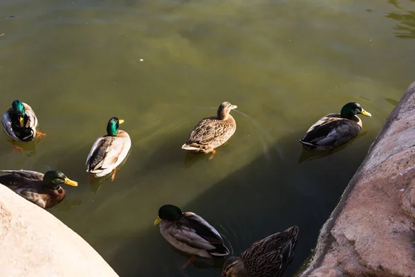 Patos nadam em um fundo de lagoa. Patos domésticos da aldeia — Fotografia de Stock