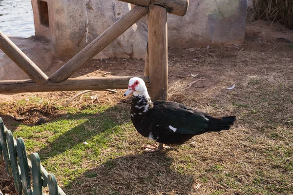 Hazai falu kacsa, zöld fű szabadban — Stock Fotó