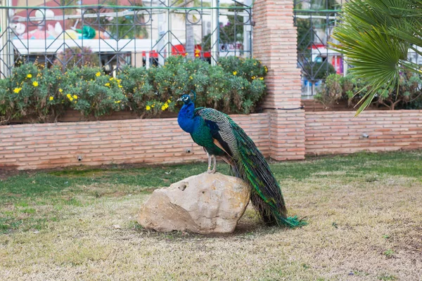 Adult male peacock with colorful and vibrant feathers, vivid blue body and green neon colored tail closed — Stock Photo, Image