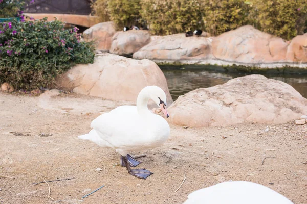 Hermoso cisne blanco en un día soleado . — Foto de Stock
