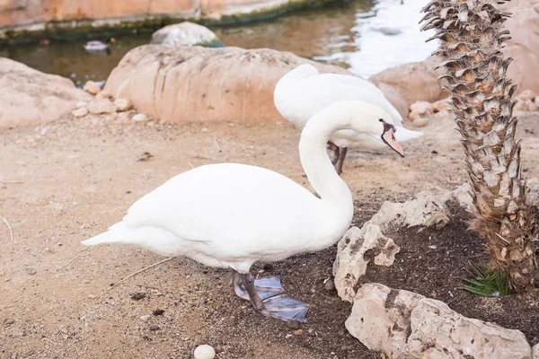 Beautiful white swans in a sunny day. — Stock Photo, Image