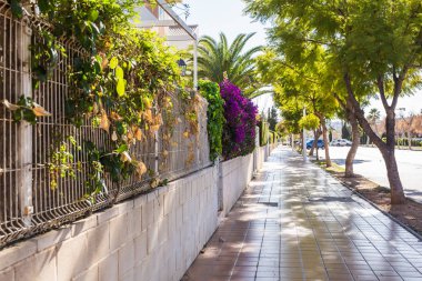 Avuç içi ve ağaçlar Alicante eski şehir ile Sunny sokak