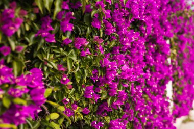 Mediterranean kavramı bitkiler - çiçek açan Begonvil çiçekler yakın çekim.