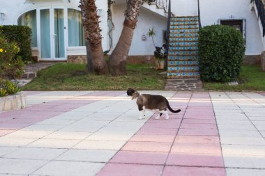 Evde beslenen hayvan, bahar ve hayvanlar kavramı - şirin kedi açık yürüyüş