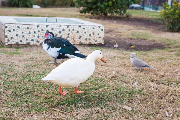 Patos de aldeia domésticos na grama verde ao ar livre — Fotografia de Stock