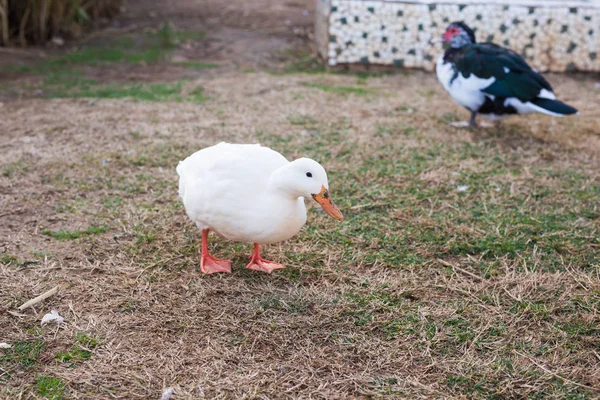 Pueblo doméstico patos en verde hierba al aire libre — Foto de Stock