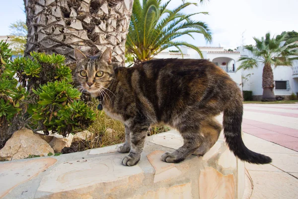 Pets and domestic animals concept - Cute cat wearing collar walking on the street