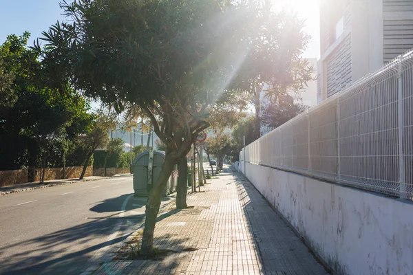 Avuç içi ve ağaçlar Alicante eski şehir ile Sunny sokak