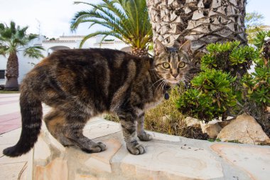 Evcil hayvan ve evcil hayvanların kavramı - şirin kedi giyen yaka sokakta yürüme