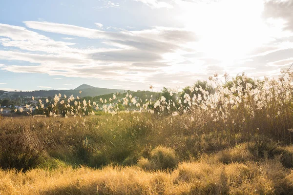 Natuur en landschap concept - gele herfst weide op de achtergrond van bergen — Stockfoto