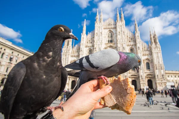 Viaggi, vacanze, Italia e concetto di uccelli - Nutrire i piccioni in Piazza del Duomo, Milano . — Foto Stock