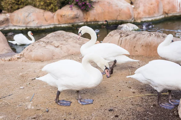 Beaux cygnes blancs dans une journée ensoleillée . — Photo