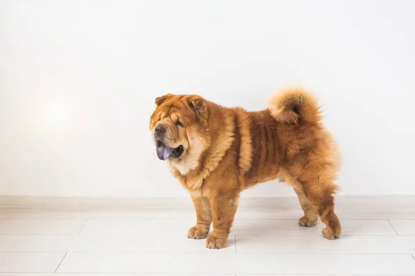 Pet and animal concept - studio portrait of the chow-chow dog over white background with copy space