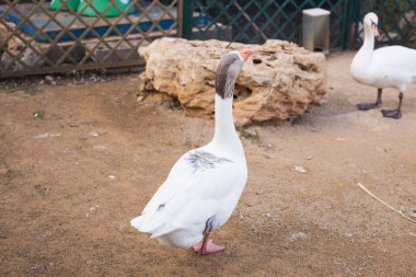 Güneşli bir günde güzel beyaz kuğu.