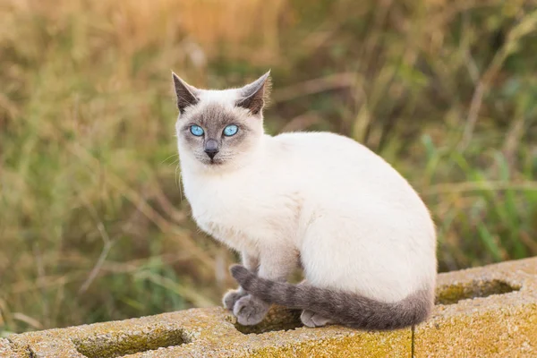 Pets and pedigree animals concept - Portrait of the siamese cat with blue eyes — Stock Photo, Image