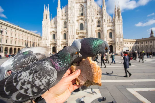 Viaggi, vacanze, Italia e concetto di uccelli - Nutrire i piccioni in Piazza del Duomo, Milano . — Foto Stock