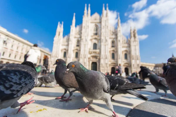 Viaggi, vacanze, Italia e concetto di uccelli Piccioni in attesa di cibo in strada in Piazza del Duomo, Milano — Foto Stock