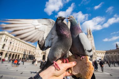 Seyahat, tatil, İtalya ve kuşlar kavramı - Piazza del Duomo, Milano üzerinde güvercin besleme.