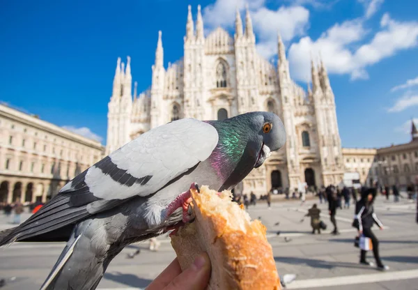 Travel, Italia e concetto di uccelli - Piccioni divertenti mangiano a mano davanti al Duomo di Milano — Foto Stock