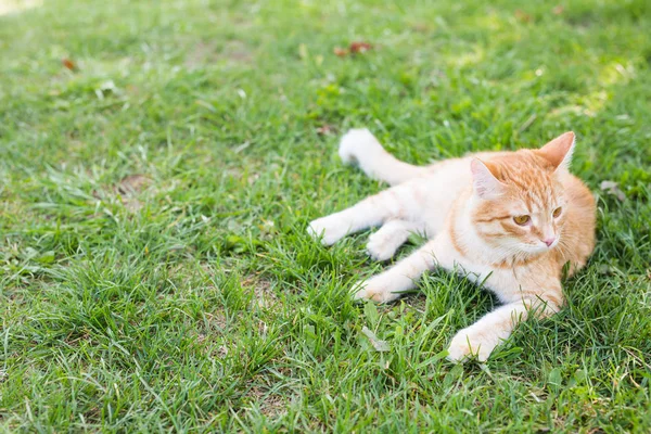 Gato relaxante na grama verde no dia de verão, espaço de cópia — Fotografia de Stock