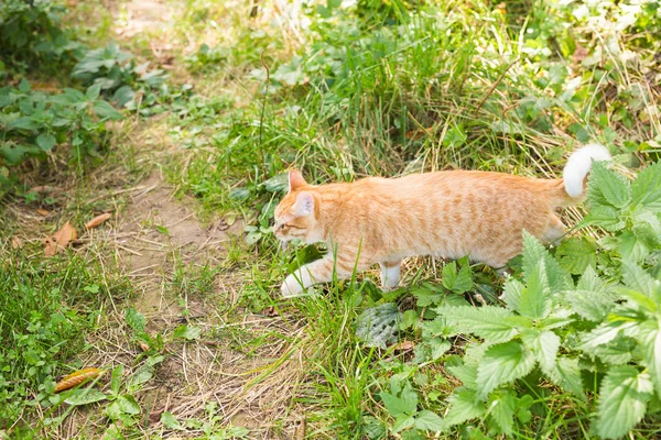 Portret ładny kot imbir, chodzenie w sunny zielony łąka na ciepły, letni wieczór — Zdjęcie stockowe