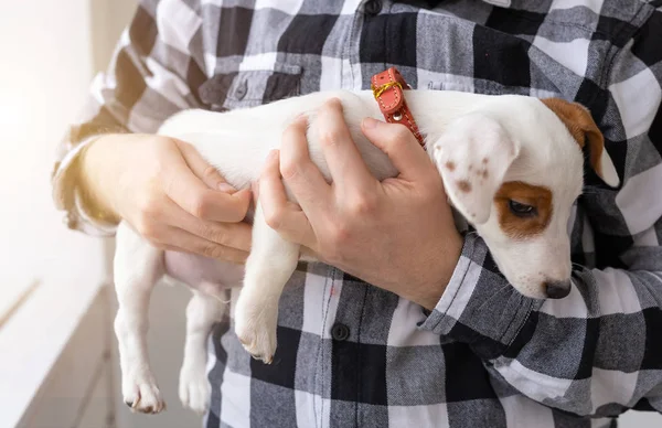 Concepto de personas, mascotas y animales - primer plano de hombre joven sosteniendo gato russell terrier cachorro sobre fondo blanco — Foto de Stock