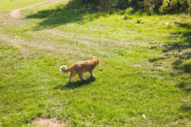 Yeşil çimenlerin üzerinde yürüyüş yaz gün içinde kedi