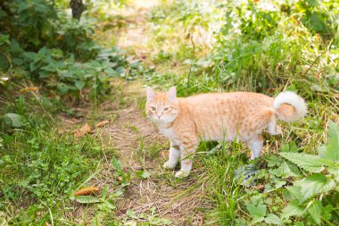 Yeşil çimenlerin üzerinde yürüyüş yaz gün içinde kedi