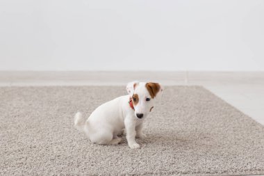 Evcil Hayvan, hayvanlar ve iç kavramı - oturma odasında bir halı üzerinde oturan russell köpek yavrusu