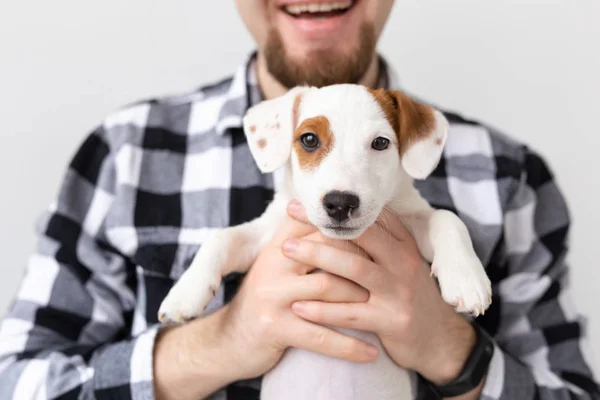 La gente y el concepto de mascotas - Primer plano retrato de gato russell terrier cachorro sentado en las manos del hombre — Foto de Stock