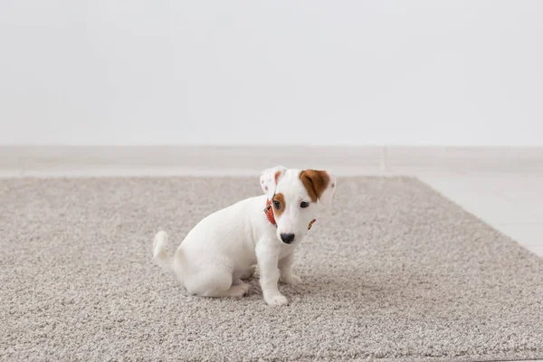 Mascotas, animales y concepto doméstico - pequeño cachorro russell sentado en una alfombra en la sala de estar — Foto de Stock