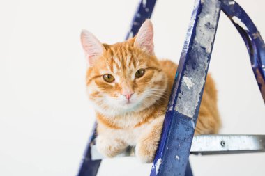 Onarım, duvar boyama, kedi merdiven üzerinde oturur. Komik resim